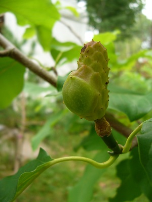 Semances Mangnolia acuminata Semances Mangnolia acuminata